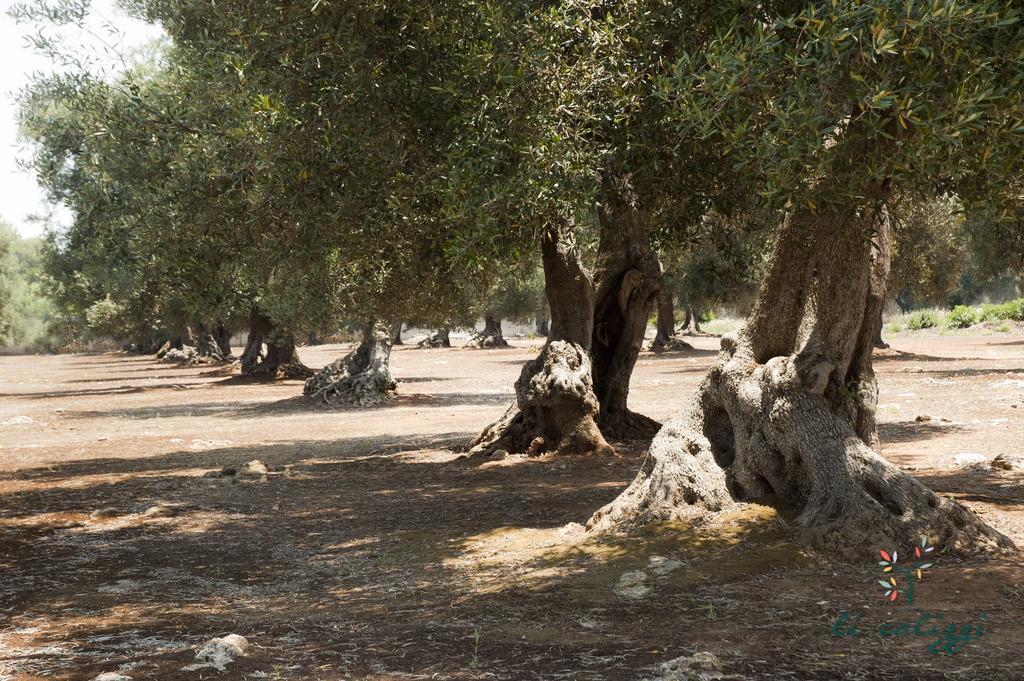 Agriturismo Li Calizzi Arte E Natura Novoli Экстерьер фото