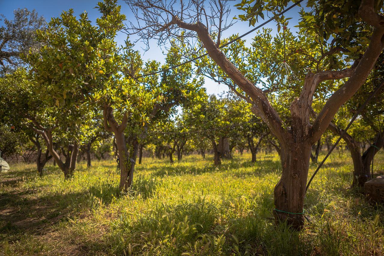 Agriturismo Li Calizzi Arte E Natura Novoli Экстерьер фото